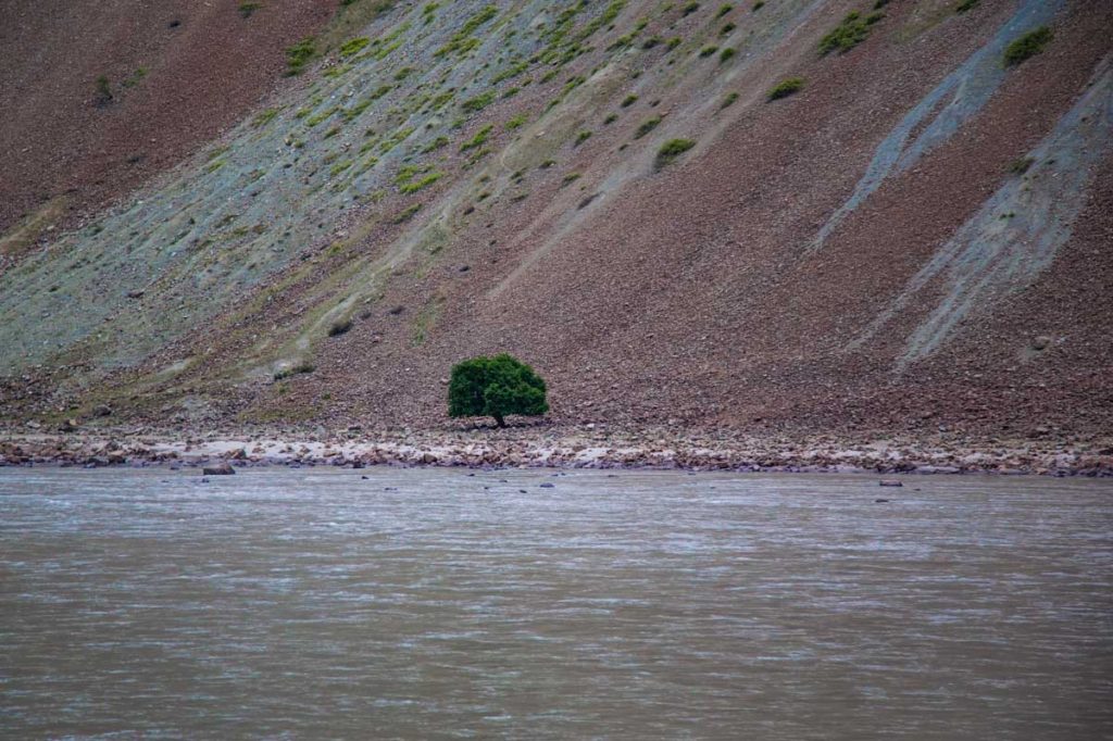 A lonely Tree on the way to Khorog, Tajikistan