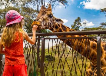 Things to do in Nairobi, Giraffe Center