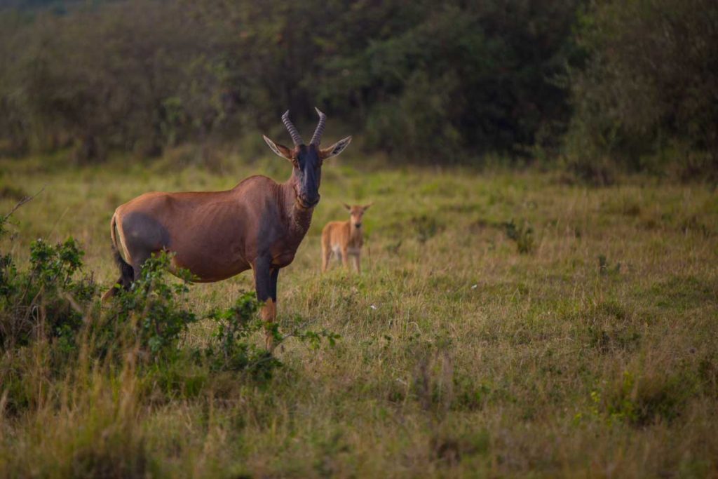 Few Species of Impalas in Masai Mara