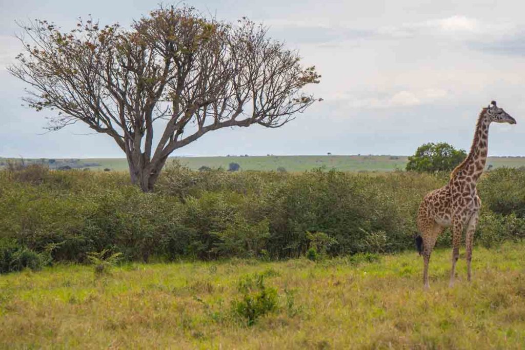 A separated Giraffe from its group in Masai Mara