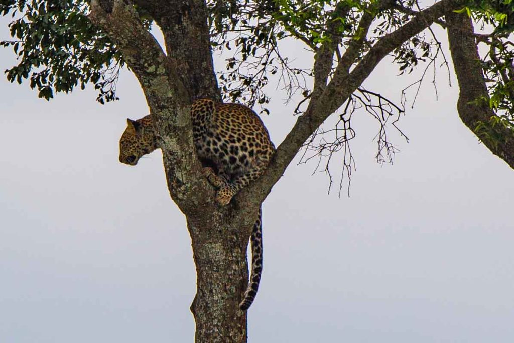 Leopard, the last one among Big 5